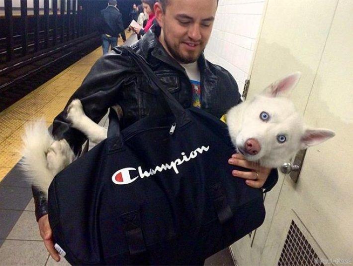 Фотография: Как хитрые ньюйоркцы обходят запрет на провоз собак в метро №2 - BigPicture.ru