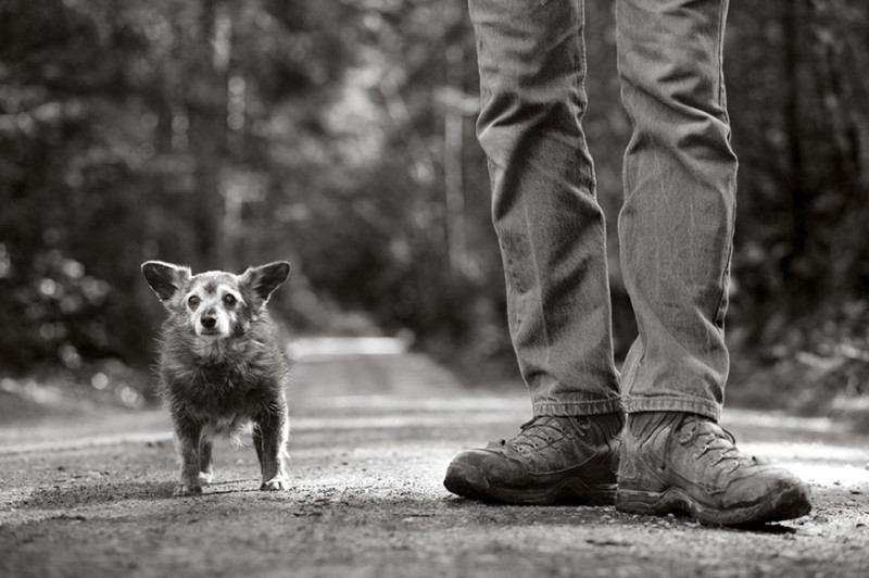 Фотография: Фотограф делает снимки собак преклонного возраста №2 - BigPicture.ru
