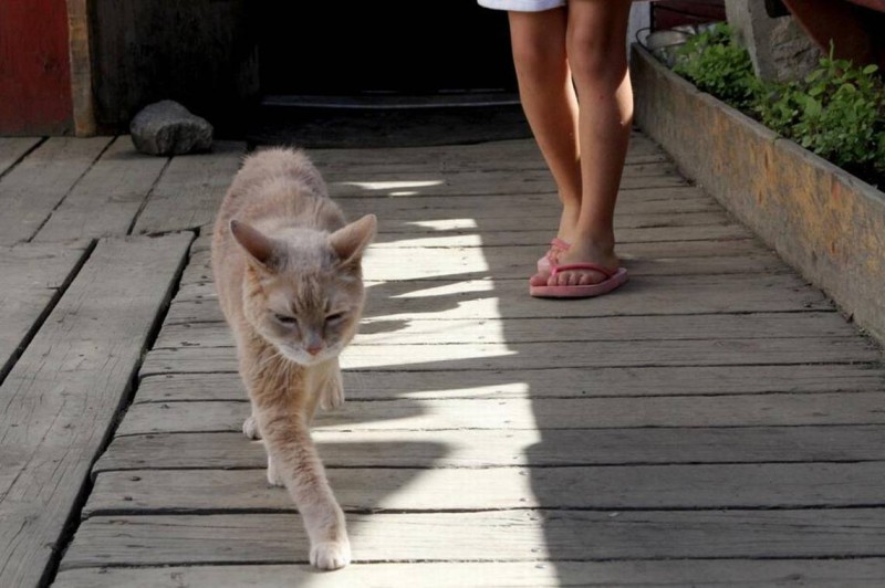 Фотография: Знаменитый кот-мэр из Аляски умер в возрасте 20 лет №2 - BigPicture.ru