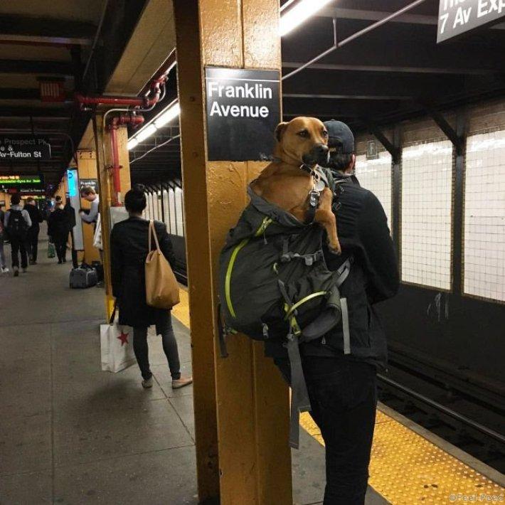 Фотография: Как хитрые ньюйоркцы обходят запрет на провоз собак в метро №3 - BigPicture.ru