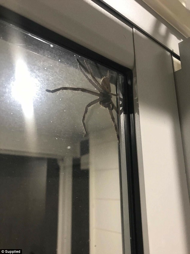 Фотография: В Австралии сфотографировали, кажется, самого большого паука в мире №4 - BigPicture.ru