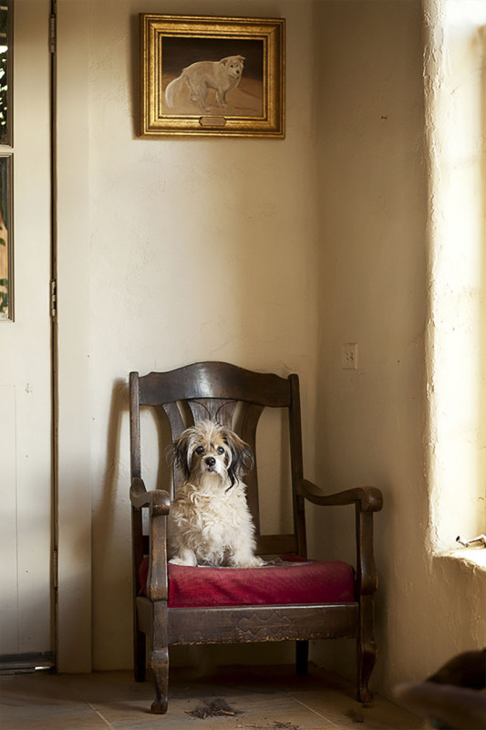 Фотография: Фотограф делает снимки собак преклонного возраста №13 - BigPicture.ru