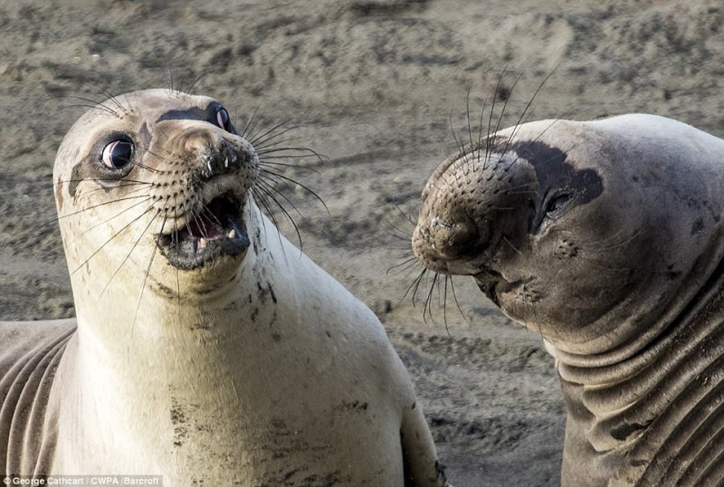 Фотография: Самые смешные фотографии животных на конкурсе Comedy Wildlife Photography Awards №2 - BigPicture.ru