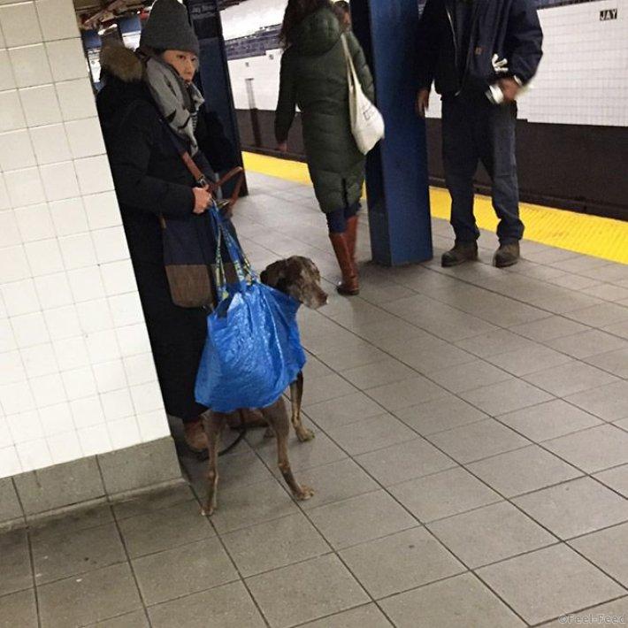 Фотография: Как хитрые ньюйоркцы обходят запрет на провоз собак в метро №6 - BigPicture.ru
