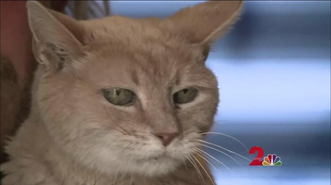Фотография: Знаменитый кот-мэр из Аляски умер в возрасте 20 лет №3 - BigPicture.ru