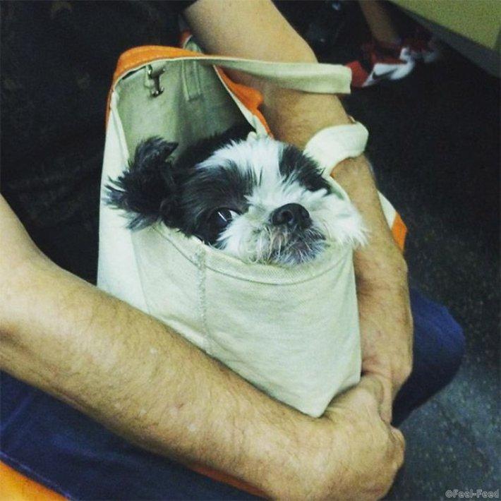 Фотография: Как хитрые ньюйоркцы обходят запрет на провоз собак в метро №4 - BigPicture.ru