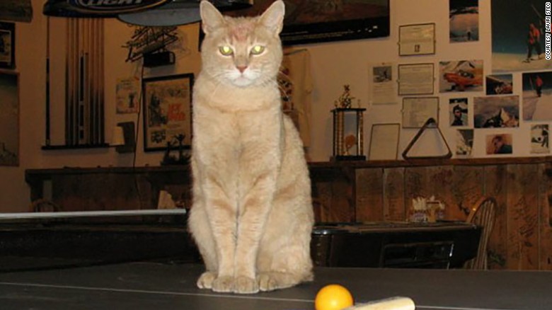 Фотография: Знаменитый кот-мэр из Аляски умер в возрасте 20 лет №1 - BigPicture.ru