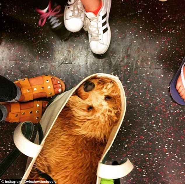Фотография: Как хитрые ньюйоркцы обходят запрет на провоз собак в метро №13 - BigPicture.ru