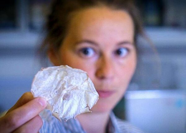 Гастрофизики придумали новый способ приготовления чипсов из медуз