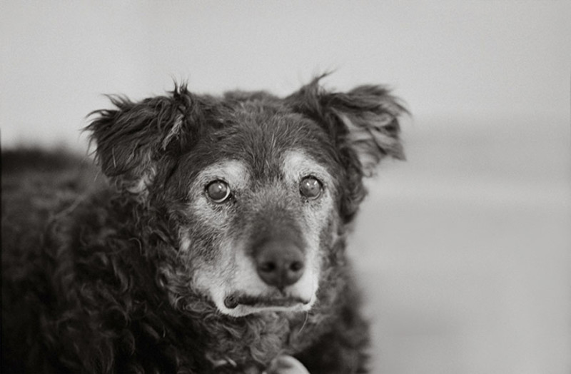 Фотография: Фотограф делает снимки собак преклонного возраста №5 - BigPicture.ru