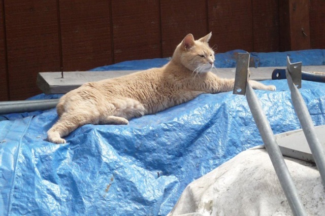 Фотография: Знаменитый кот-мэр из Аляски умер в возрасте 20 лет №8 - BigPicture.ru