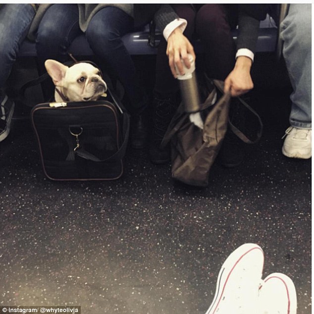 Фотография: Как хитрые ньюйоркцы обходят запрет на провоз собак в метро №8 - BigPicture.ru