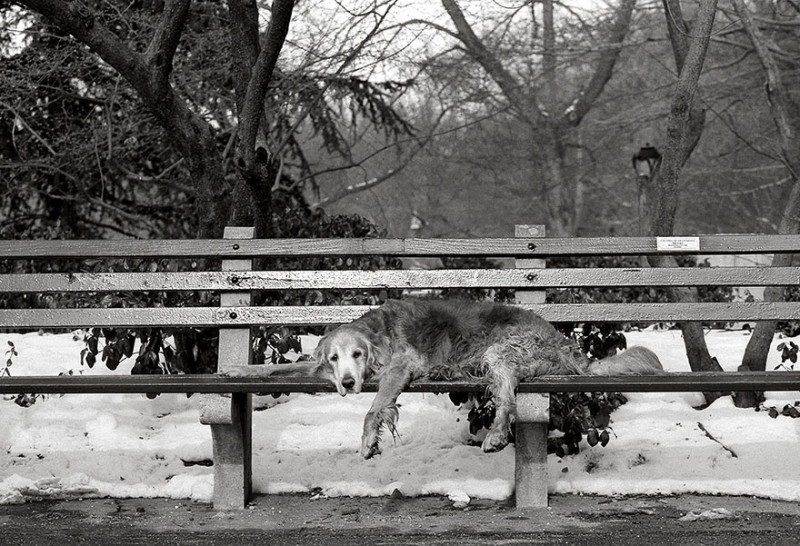 Фотография: Фотограф делает снимки собак преклонного возраста №6 - BigPicture.ru
