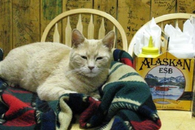 Фотография: Знаменитый кот-мэр из Аляски умер в возрасте 20 лет №7 - BigPicture.ru