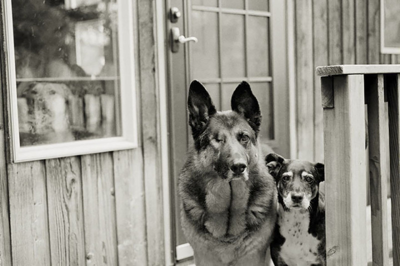 Фотография: Фотограф делает снимки собак преклонного возраста №7 - BigPicture.ru