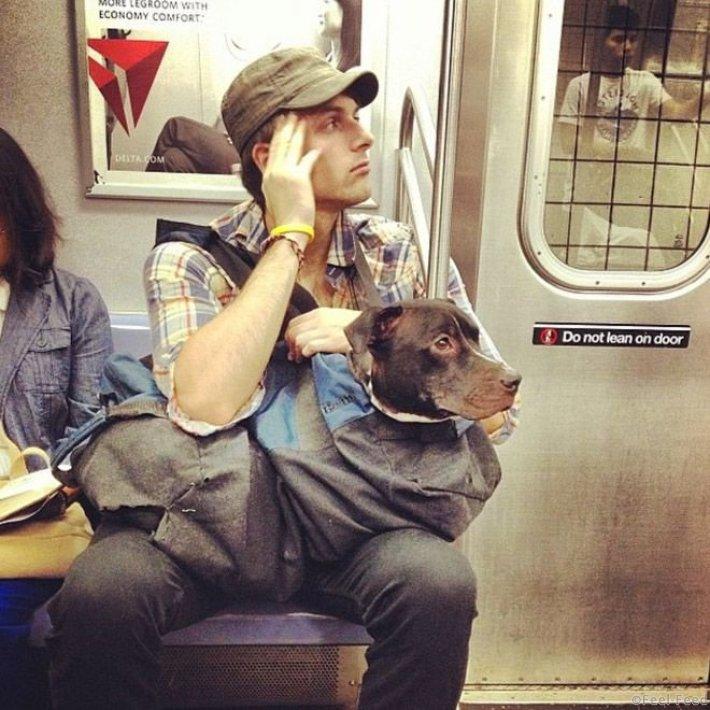 Фотография: Как хитрые ньюйоркцы обходят запрет на провоз собак в метро №10 - BigPicture.ru