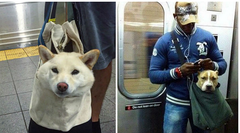 Фотография: Как хитрые ньюйоркцы обходят запрет на провоз собак в метро №1 - BigPicture.ru