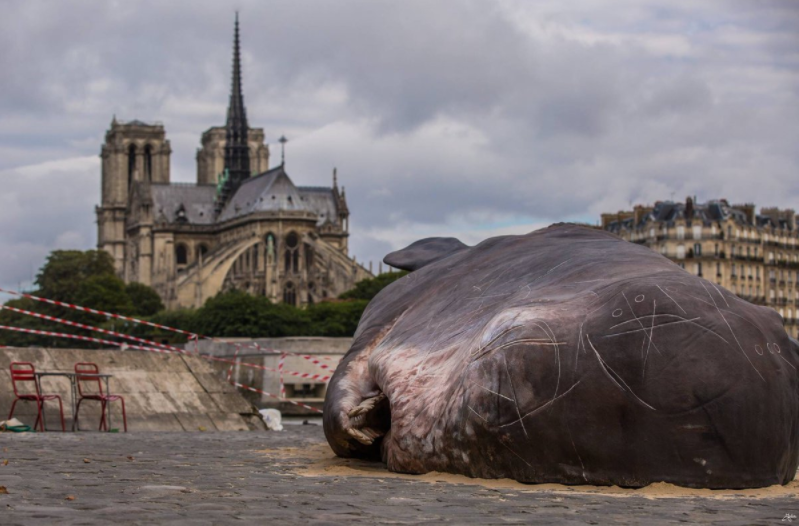 Фотография: Жители Парижа нашли на набережной Сены 