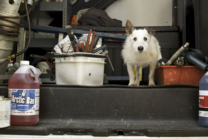 Фотография: Фотограф делает снимки собак преклонного возраста №10 - BigPicture.ru