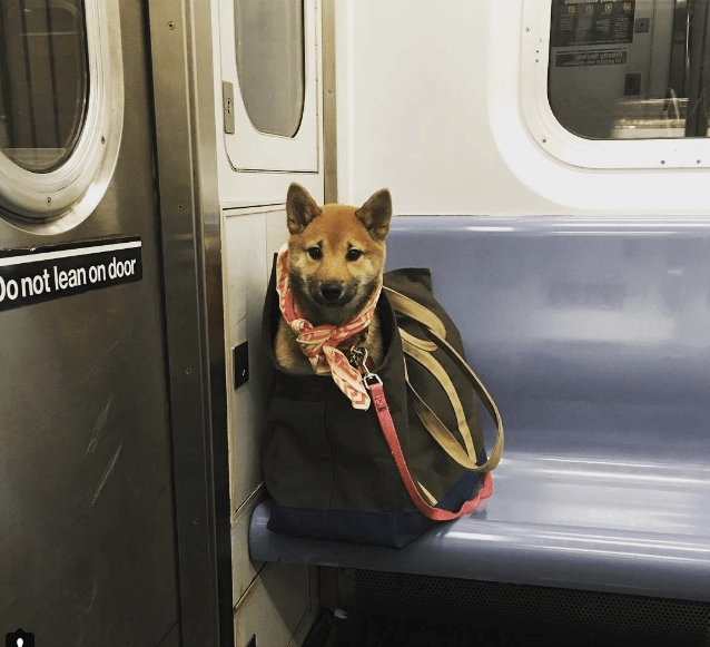 Фотография: Как хитрые ньюйоркцы обходят запрет на провоз собак в метро №9 - BigPicture.ru