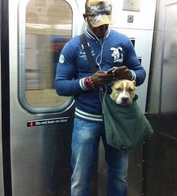 Фотография: Как хитрые ньюйоркцы обходят запрет на провоз собак в метро №17 - BigPicture.ru