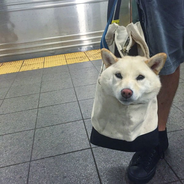 Фотография: Как хитрые ньюйоркцы обходят запрет на провоз собак в метро №5 - BigPicture.ru