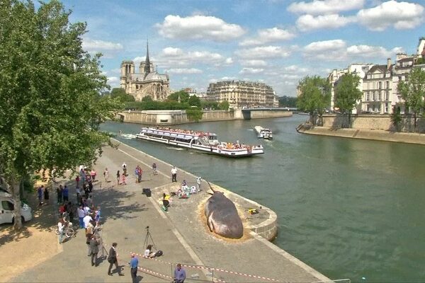 Жители Парижа нашли на набережной Сены «выбросившегося кита»