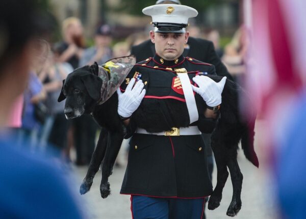Собаку-сапера проводили в последний путь с почестями, достойными героя войны
