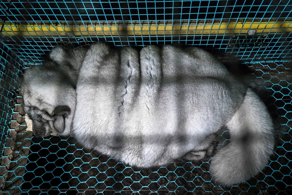 Фотография: Полный песец: финские фермеры раскармливают животных до огромных размеров №4 - BigPicture.ru