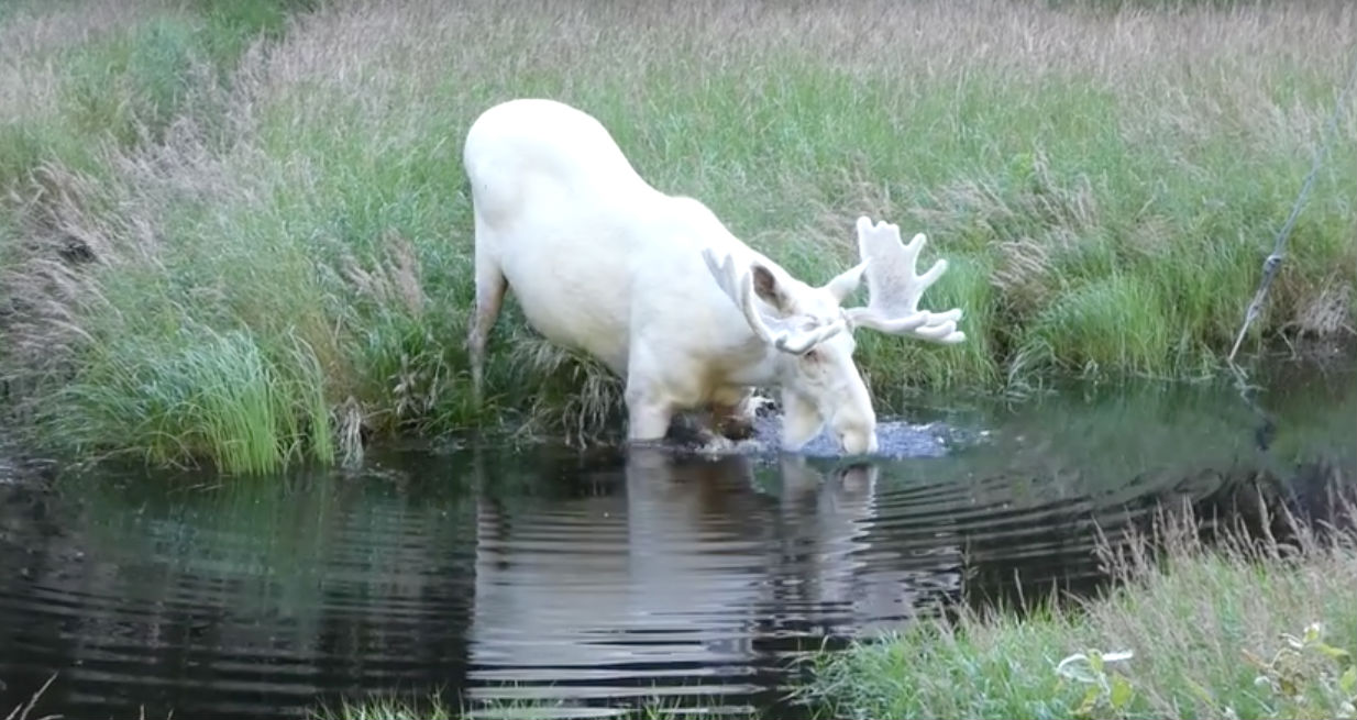Фотография: Шведский исследователь заснял крайне редкого белого лося, которого он искал три года №2 - BigPicture.ru
