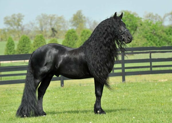 Фредерик Великий — обладатель неофициального титула «самая красивая лошадь в мире»
