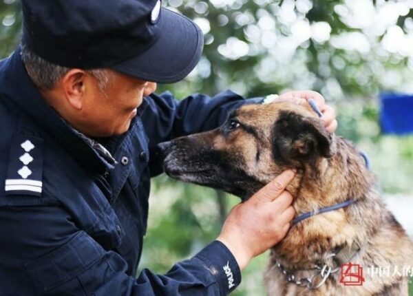 Достойная старость служебных собак: китайский кинолог открыл приют для собак-пенсионеров