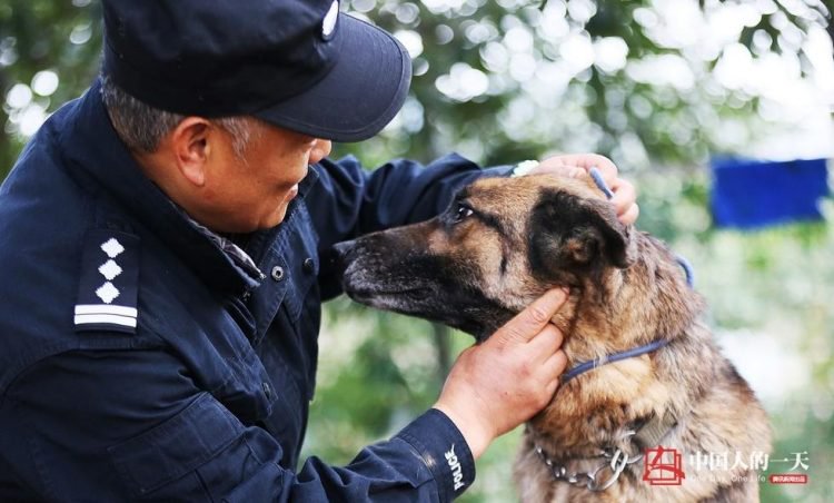 Фотография: Достойная старость служебных собак: китайский кинолог открыл приют для собак-пенсионеров №1 - BigPicture.ru