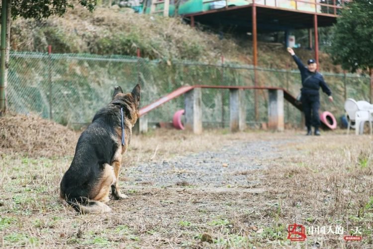Фотография: Достойная старость служебных собак: китайский кинолог открыл приют для собак-пенсионеров №4 - BigPicture.ru