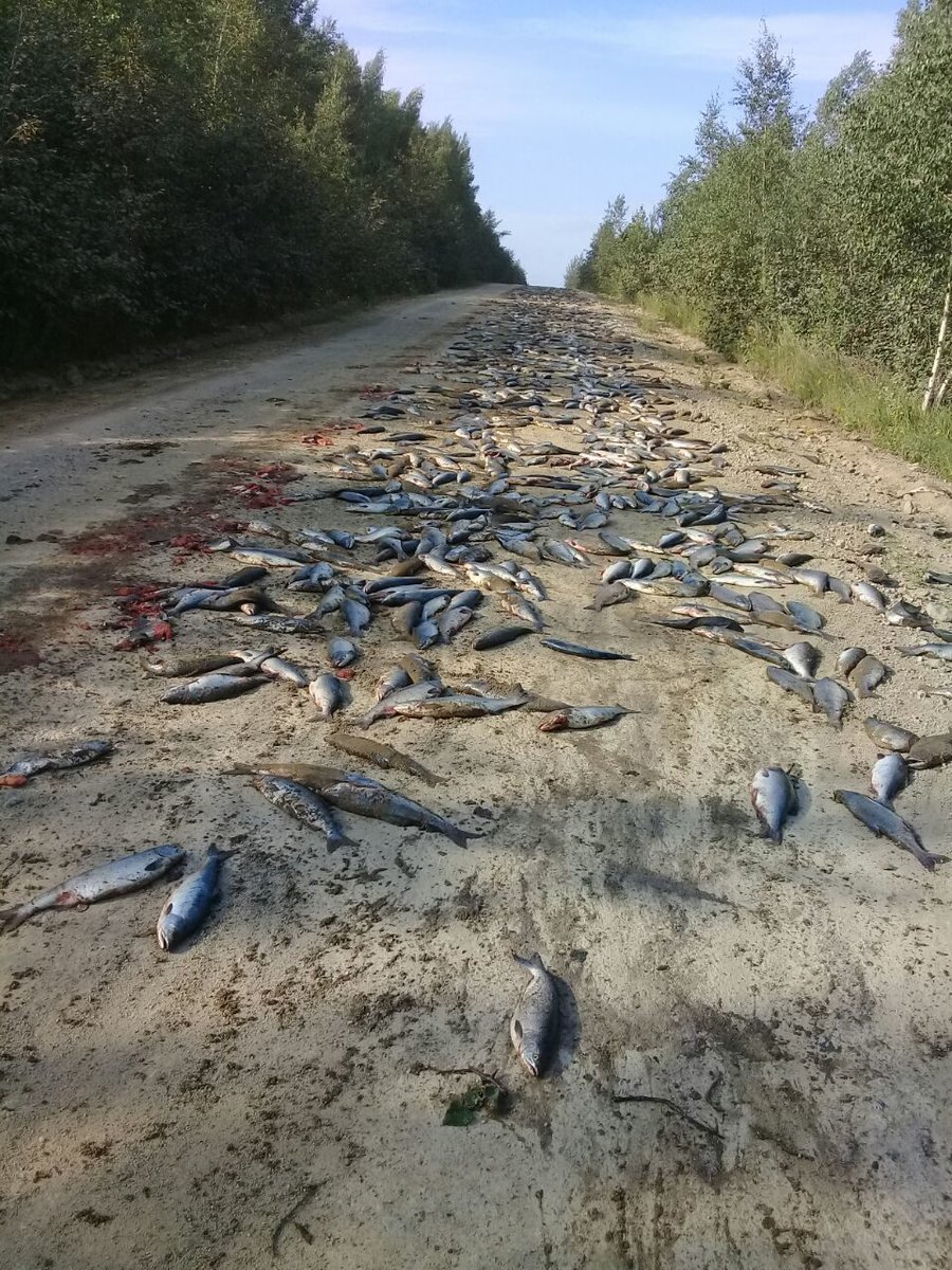 Фотография: Счастье привалило: медведи сожрали тонну рыбы, выпавшую из перевернувшегося КамАЗа №2 - BigPicture.ru