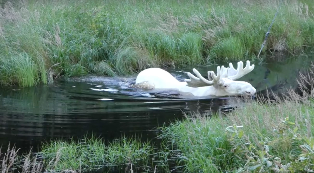 Фотография: Шведский исследователь заснял крайне редкого белого лося, которого он искал три года №3 - BigPicture.ru