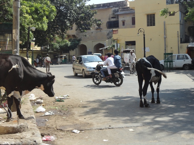 Фотография: Священные бродяги: как бездомные коровы стали проблемой в Индии №6 - BigPicture.ru