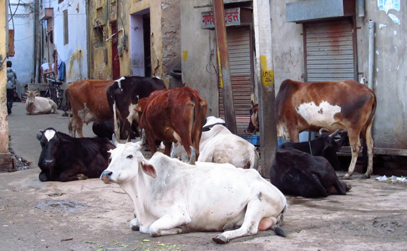 Священные бродяги, как бездомные коровы стали проблемой в Индии