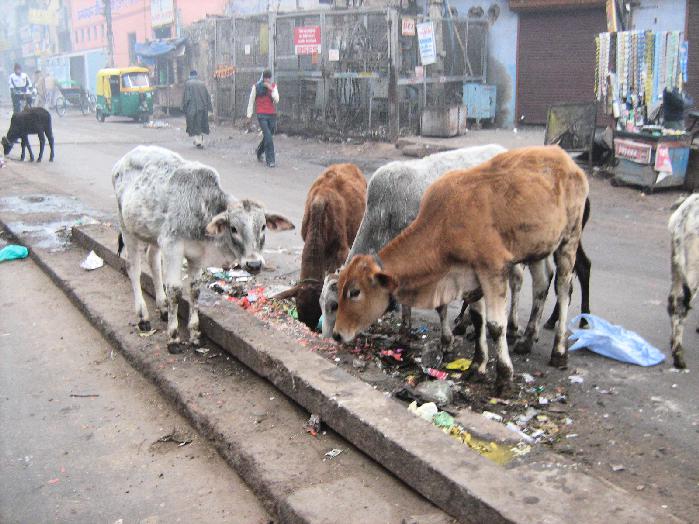 Священные бродяги, как бездомные коровы стали проблемой в Индии