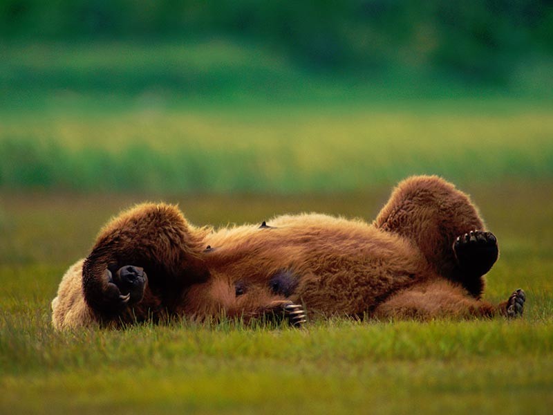 Фотография: Уральский грибник подрался с медведицей и отправил ее в нокдаун №7 - BigPicture.ru