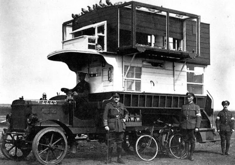 Фотография: Голуби в погонах: какую роль пернатые сыграли в Первой мировой и при чем тут двухэтажные автобусы №6 - BigPicture.ru