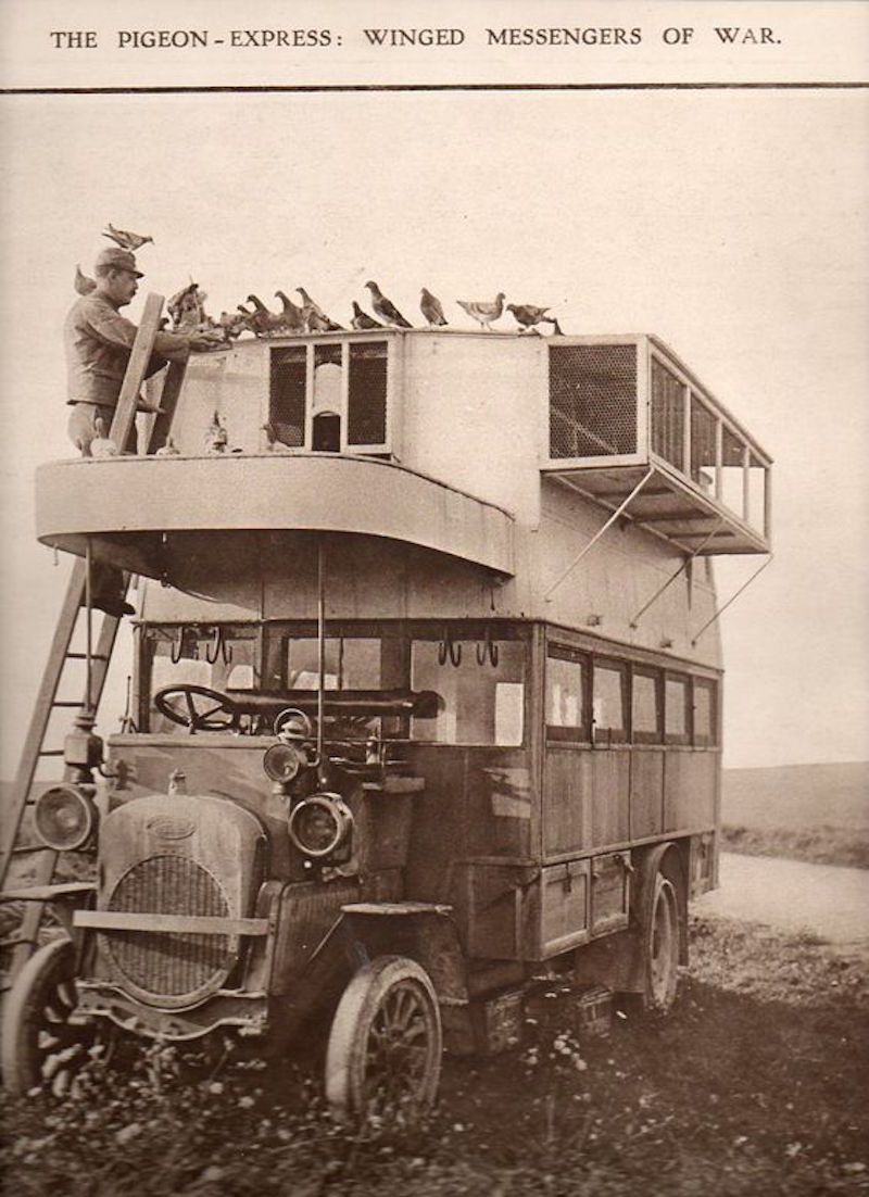 Фотография: Голуби в погонах: какую роль пернатые сыграли в Первой мировой и при чем тут двухэтажные автобусы №5 - BigPicture.ru