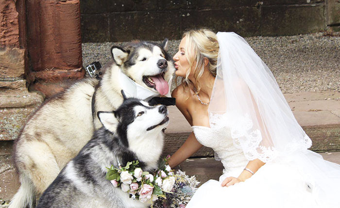 Фотография: Пара сделала двух маламутов свидетелями на свадьбе, и они справились лучше всех №1 - BigPicture.ru