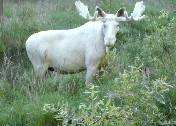 Шведский исследователь заснял крайне редкого белого лося, которого он искал три года