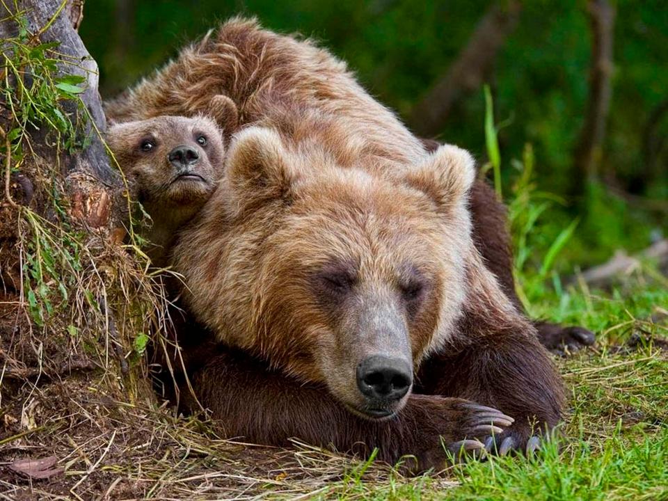 Фотография: Уральский грибник подрался с медведицей и отправил ее в нокдаун №3 - BigPicture.ru