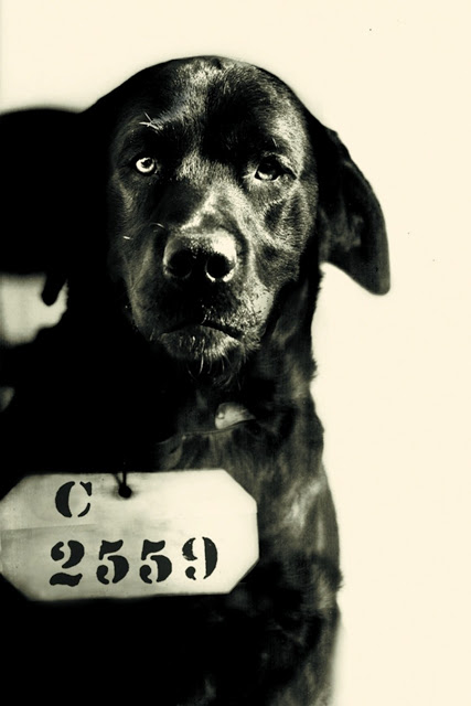 Фотография: Сидеть! История пса Пепа, который получил пожизненное из-за липового обвинения №2 - BigPicture.ru