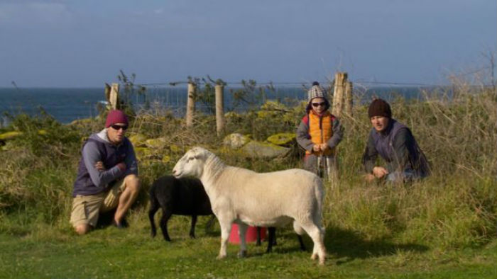 Фотография: Во Франции ищут интровертов, которые будут жить на острове с тюленями, овцами и кроликами №1 - BigPicture.ru