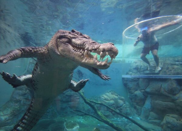 Он вам не Гена: аттракцион с погружением туристов к пятиметровому крокодилу