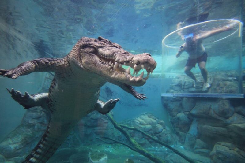 Фотография: Он вам не Гена: аттракцион с погружением туристов к пятиметровому крокодилу №1 - BigPicture.ru