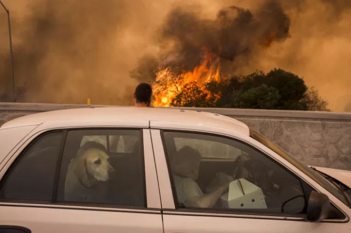 Фотография: В Лос-Анджелесе борются с сильнейшим природным пожаром в истории округа №9 - BigPicture.ru